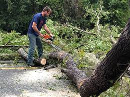 Why Choose Our Tree Removal Services in Cameron Park, CA?